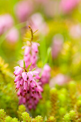 Pink erica carnea in bloom. Close-up of Erica carnea on a blurry background. Copy space