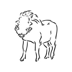 Black and white vector line drawing of a Warthog