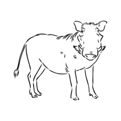 Black and white vector line drawing of a Warthog