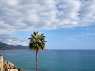 Palm tree in a sunny day with fluffy clouds in the Mediterranean. Nerja, province of Málaga, Costa del Sol, Andalusia, Spain, Europe