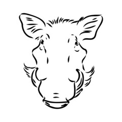 Black and white vector line drawing of a Warthog