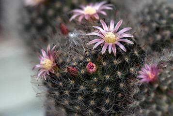 Beautiful blooming wild desert cactus flower