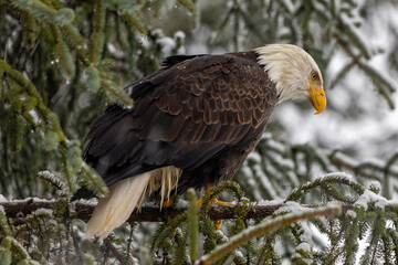 Obraz premium american bald eagle