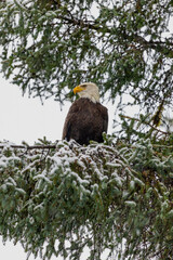 american bald eagle