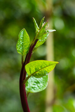 Basella alba, or Malabar Spinach, is a vigorous climbing vine vegetable
