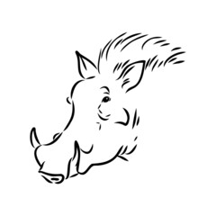 Obraz premium Black and white vector line drawing of a Warthog