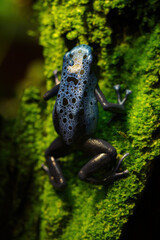 Azure blue frog in detail.