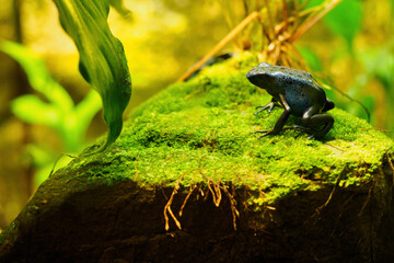 Azure blue frog in detail.