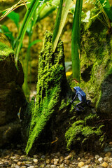 Azure blue frog in detail.