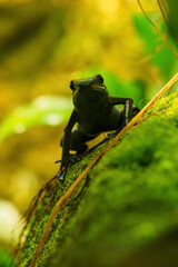 Azure blue frog in detail.