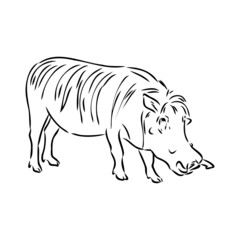 Black and white vector line drawing of a Warthog