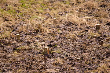 Remaining trunks of young poplars after pruning.