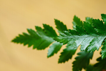Two green fern leaves in detail.