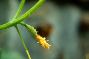 A cucumber is a long thin vegetable and eaten raw in salads sometimes it cooked