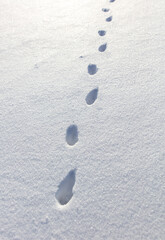 Cat footprints in the snow as a background.