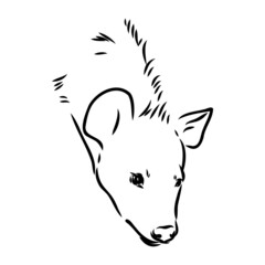 Graphical vintage sketch of hyena ,vector illustration