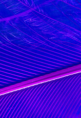 Purple feather on a blue background.