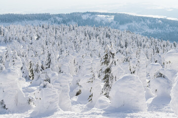 Scenic winter landscape. Beautiful aerial view of a snowy forest .Top view of snow-covered larch trees.