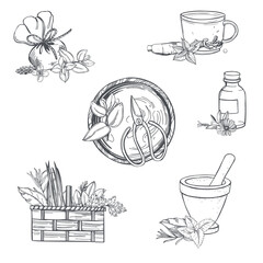 Herbalist set. Sketch  illustration. - obrazy, fototapety, plakaty