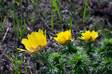 flowers, spring landscape, nature, forest, river, taiga, environment, landscape, flowers, wildflowers, spring flowers, forest flowers