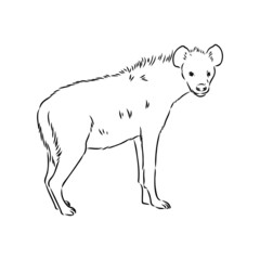 Graphical vintage sketch of hyena ,vector illustration