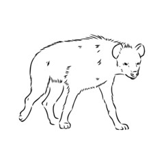 Graphical vintage sketch of hyena ,vector illustration