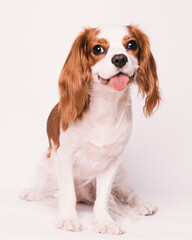 Cavalier king charles spaniel studio shoot with white background