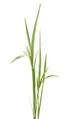 Fototapeta na wymiar organic green paddy rice, ears of paddy, oryza sativa plant isolated on white background