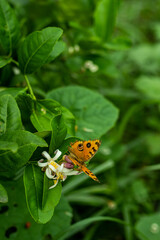 Lemon flowers are very fragrant and butterfly collecting honey from the flower