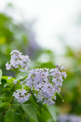 Blooming lilac flowers. Violet lilac flowers in a garden. Spring blossom background on sunny day. Copy space