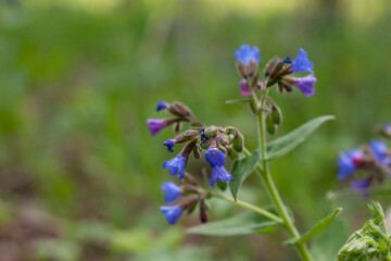 flowers, spring landscape, nature, forest, river, taiga, environment, landscape, flowers, wildflowers, spring flowers, forest flowers