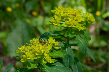 flowers, spring landscape, nature, forest, river, taiga, environment, landscape, flowers, wildflowers, spring flowers, forest flowers
