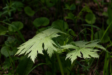 flowers, spring landscape, nature, forest, river, taiga, environment, landscape, flowers, wildflowers, spring flowers, forest flowers
