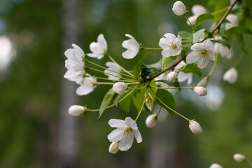 flowers, spring landscape, nature, forest, river, taiga, environment, landscape, flowers, wildflowers, spring flowers, forest flowers