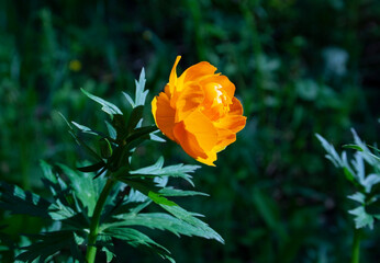 flowers, spring landscape, nature, forest, river, taiga, environment, landscape, flowers, wildflowers, spring flowers, forest flowers