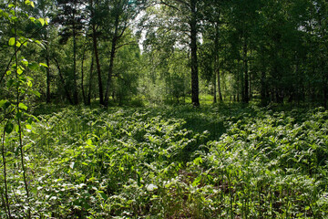 flowers, spring landscape, nature, forest, river, taiga, environment, landscape, flowers, wildflowers, spring flowers, forest flowers