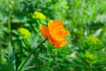 Fototapeta premium flowers, spring landscape, nature, forest, river, taiga, environment, landscape, flowers, wildflowers, spring flowers, forest flowers