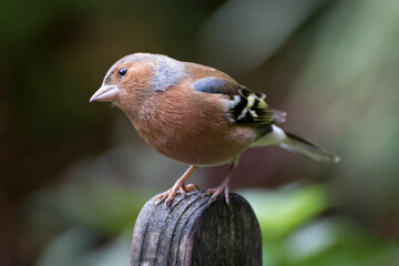 Common Chaffinch perched on a wooden bench