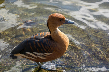 Fulvous Whistling Duck (Dendrocygna bicolor) by the edge of the lake