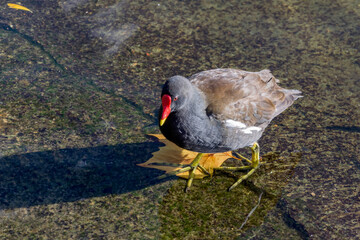Moorhen (Gallinula) wading in shallow water