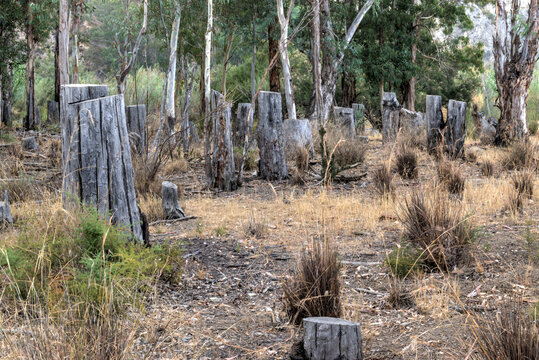Cut tree stumps in open woodland. Horizontal.