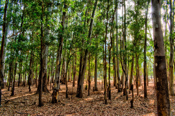 Colourful eucalptus trees with sun streaming through