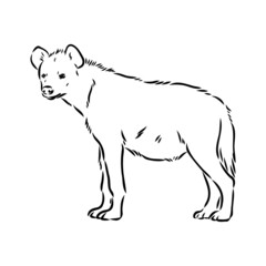 Graphical vintage sketch of hyena ,vector illustration