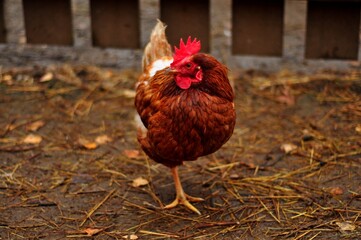 Animals are a traditionally distinguished category of organisms, currently considered as a biological kingdom. Animals are the main object of zoology study.