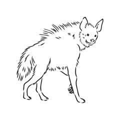 Graphical vintage sketch of hyena ,vector illustration