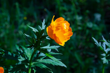 flowers, spring landscape, nature, forest, river, taiga, environment, landscape, flowers, wildflowers, spring flowers, forest flowers