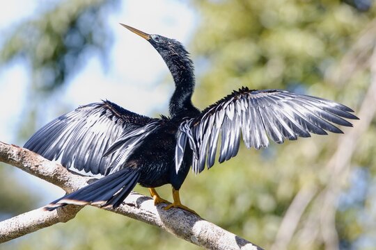 American anhinga