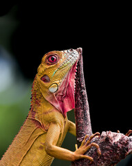 iguana on a dead wood tree, waiting for prey