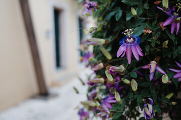 hübsche blüten in einer kleinen kretischen Gasse pflanzen auf der griechischen Insel in einem...