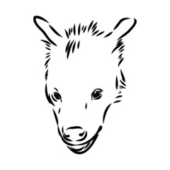 Fototapeta na wymiar Graphical vintage sketch of hyena ,vector illustration